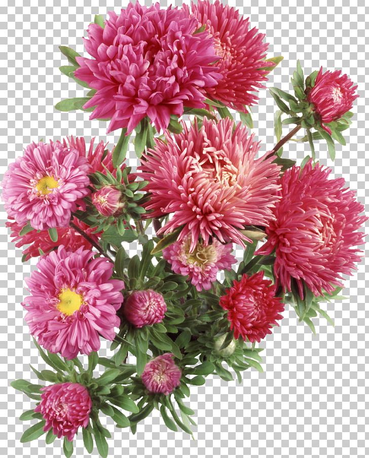 Aster Flower PNG, Clipart, Annual Plant, Aster, Chrysanthemum, Chrysanths, Cut Flowers Free PNG Download