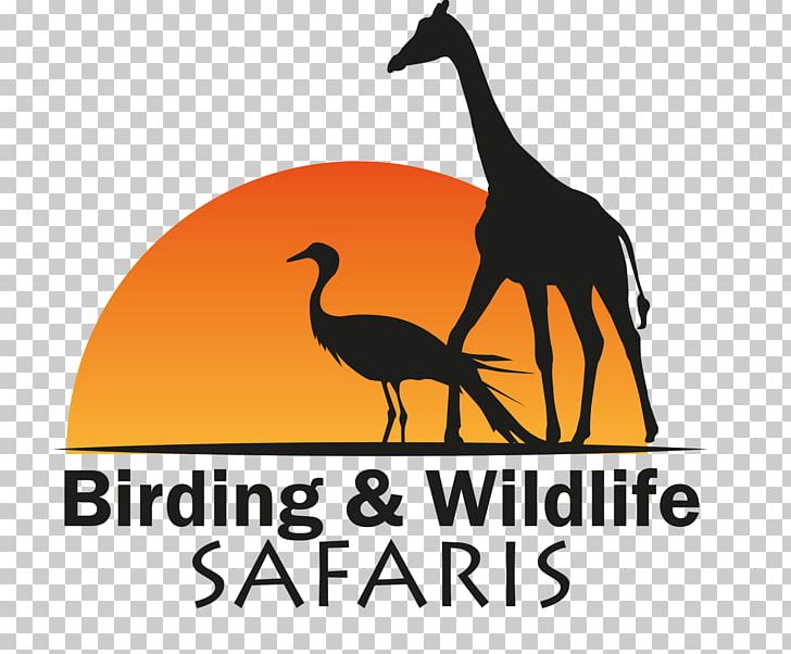 Birding And Wildlife Safaris Kruger National Park Water Bird Birdwatching PNG, Clipart, Anatidae, Animals, Beak, Bird, Birdwatching Free PNG Download