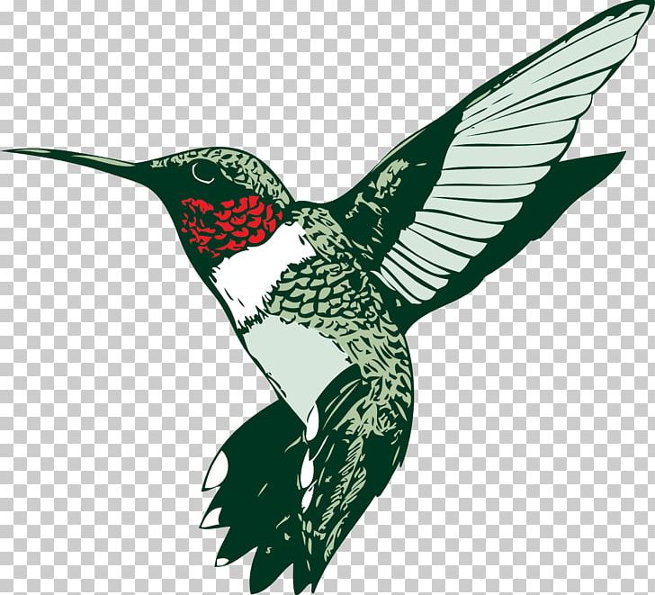 Broad-tailed Hummingbird Ruby-throated Hummingbird PNG, Clipart, Beak, Bird, Broadtailed Hummingbird, Clip, Drawing Free PNG Download