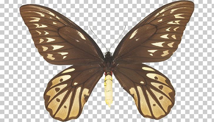 Butterfly Queen Alexandra's Birdwing Ornithoptera Euphorion Ornithoptera Richmondia PNG, Clipart,  Free PNG Download
