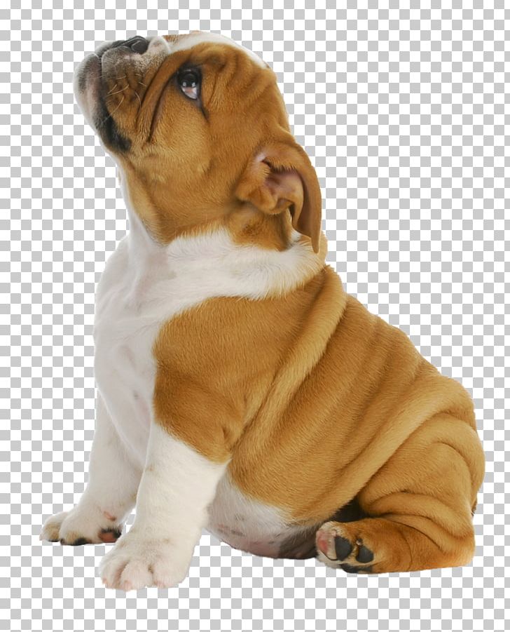 French Bulldog Puppy Pug Toy Bulldog PNG, Clipart, Animals, British, Bulldog, Carnivoran, Companion Dog Free PNG Download