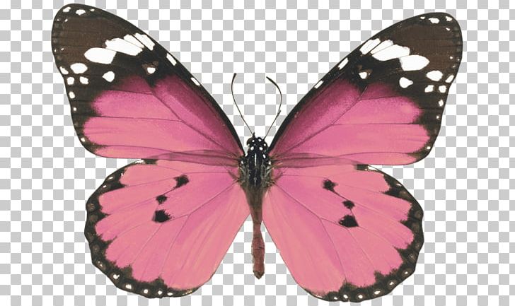 Monarch Butterfly Stock Photography Desktop PNG, Clipart, Arthropod, Brush Footed Butterfly, Butterflies And Moths, Butterfly, Color Free PNG Download