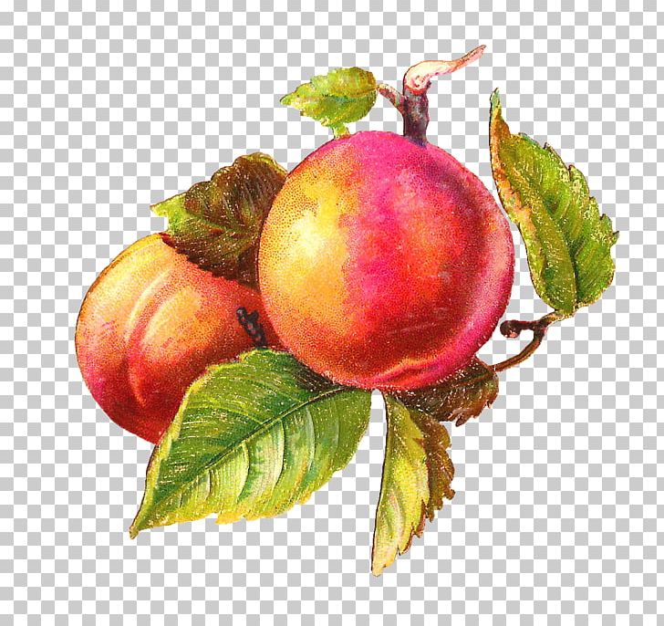 Peach Free Content PNG, Clipart, Apple, Cherry, Diet Food, Food, Free Content Free PNG Download