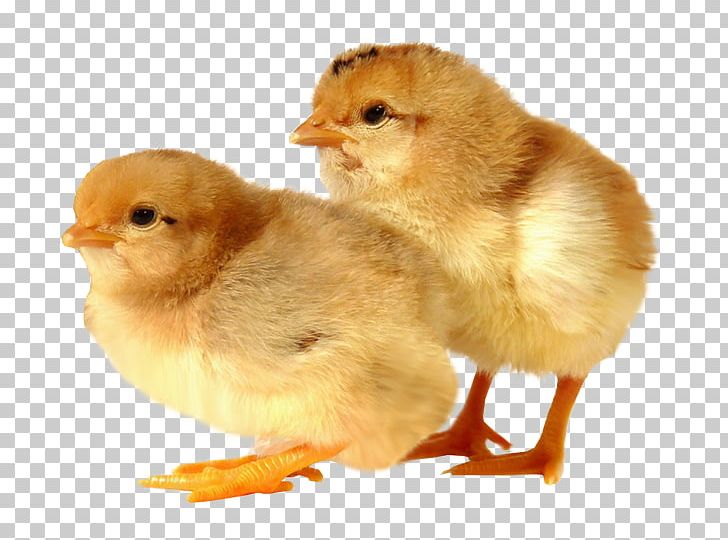 Rhode Island Red Sussex Chicken Broiler Poultry Farming PNG, Clipart, Agriculture, Animal Feed, Beak, Bird, Breed Free PNG Download