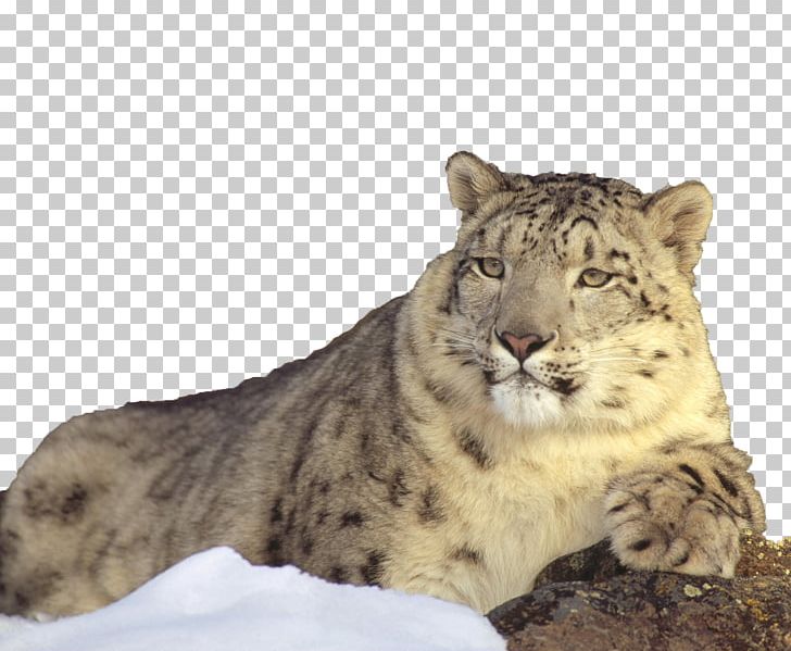 The Snow Leopard Lion Cat PNG, Clipart, Animals, Big Cats, Carnivoran, Cat, Cat Like Mammal Free PNG Download