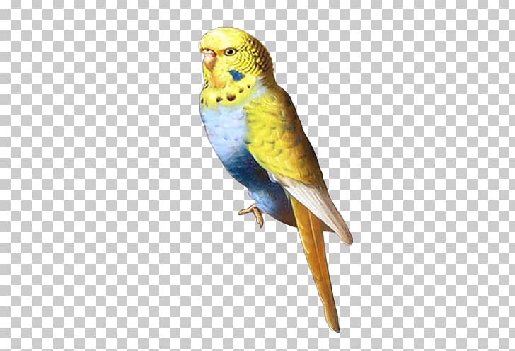 Parakeet Centerblog Macaw Feather PNG, Clipart, Beak, Bird, Blog, Centerblog, Common Pet Parakeet Free PNG Download