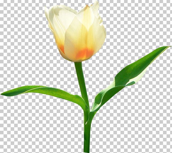 Tulip Flower PNG, Clipart, Bud, Cut Flowers, Download, Floral Design, Flower Free PNG Download