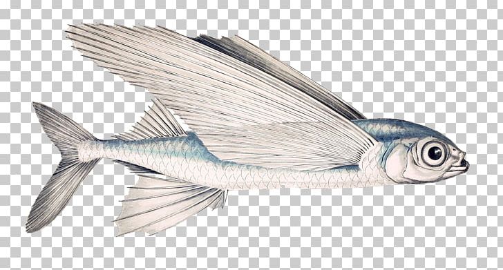 Exocoetus Volitans Fish Subtropics Exocoetus Obtusirostris Genus PNG, Clipart, Angel Wing, Angel Wings, Animals, Beloniformes, Carl Linnaeus Free PNG Download