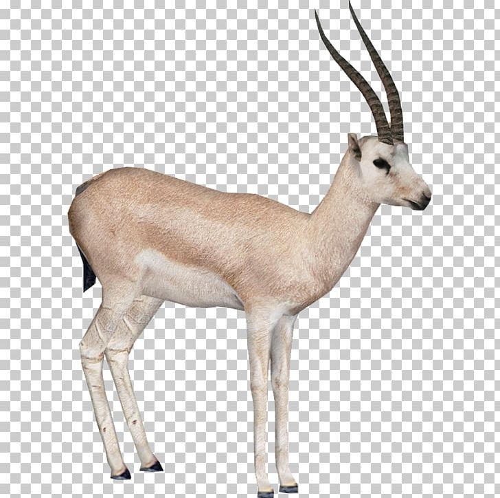 Gemsbok Springbok Impala Antelope PNG, Clipart, Antelope, Cow Goat Family, Desert Animals, Emoji, Fauna Free PNG Download