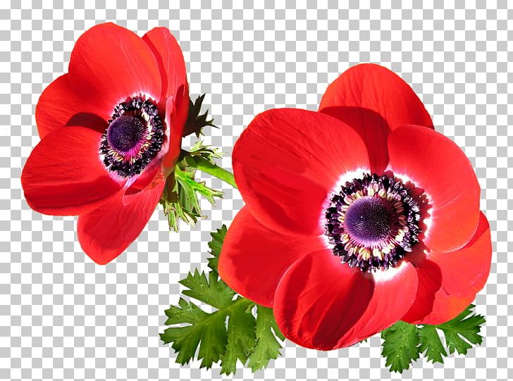 Japanese Anemone Flower Anemone Nemorosa Garden PNG, Clipart, Anemone, Anemone Nemorosa, Annual Plant, Cut Flowers, Flower Free PNG Download