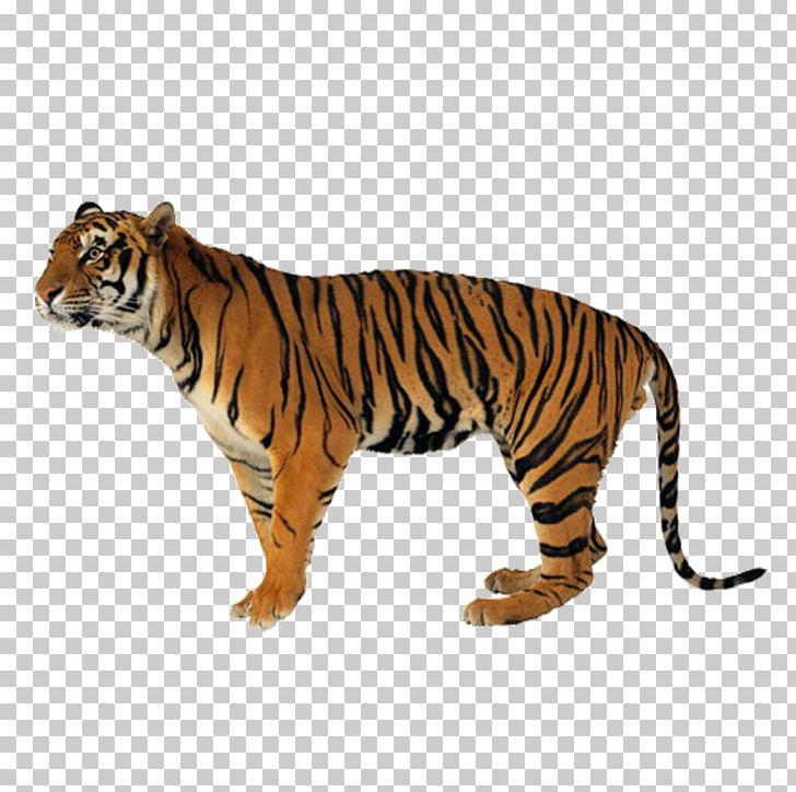 Tiger Lion Leopard Felidae Cat PNG, Clipart, Animals, Big Cat, Big Cats, Carnivoran, Cat Like Mammal Free PNG Download