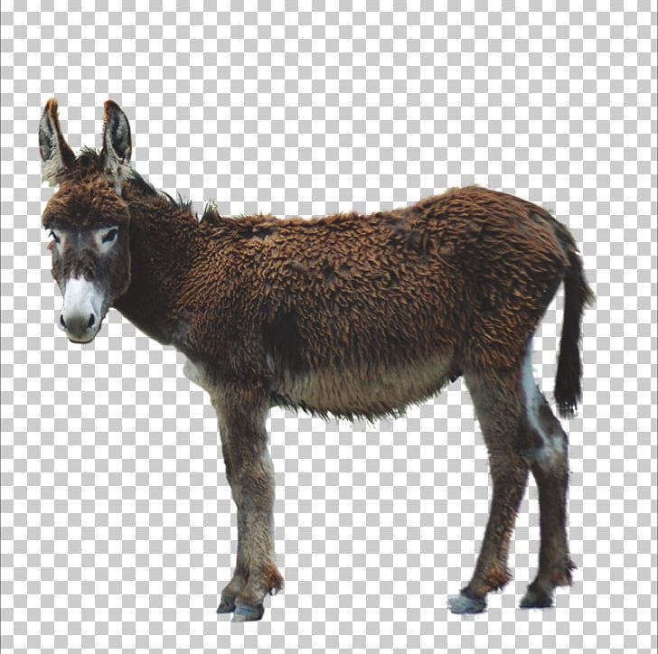 Donkey Photographic Film Dong'e County PNG, Clipart, Animals, Brown, Cartoon Donkey, Donge County, Donkey Face Free PNG Download