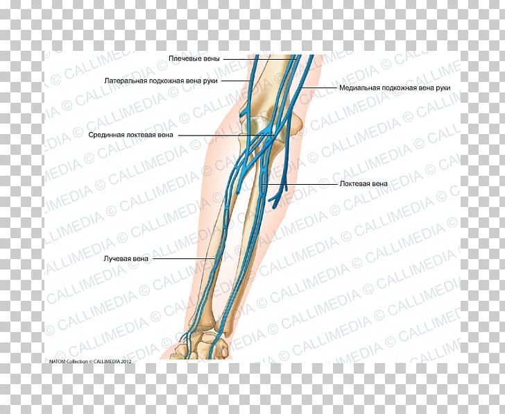 Thumb Elbow Forearm Vein Artery PNG, Clipart, Abdomen, Anatomy, Angle, Arm, Artery Free PNG Download
