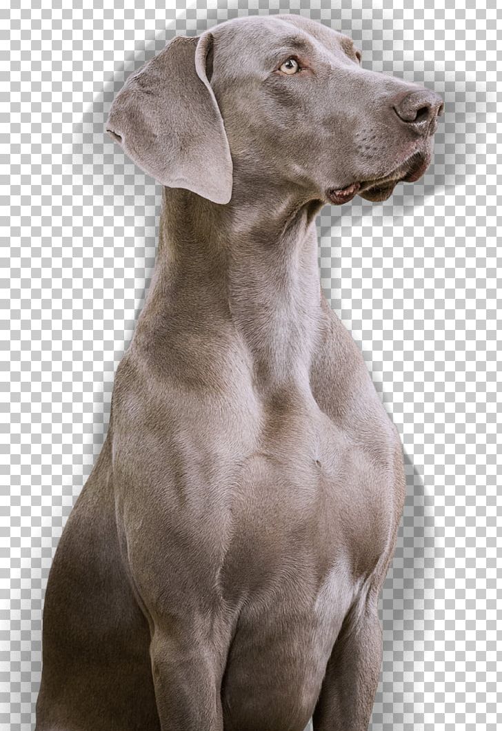 Weimaraner Dog Breed Slovak Rough-haired Pointer Blue Lacy Pointing Breed PNG, Clipart, 2011, Blue Lacy, Boy, Breed, Carnivoran Free PNG Download