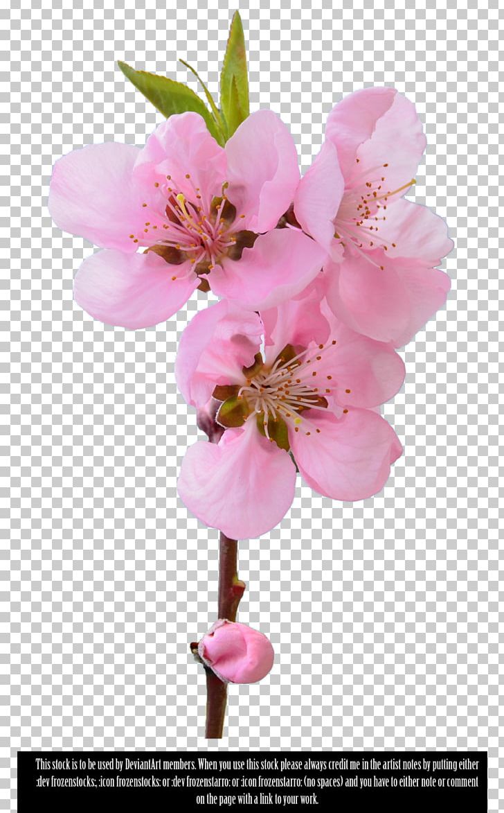 Art PNG, Clipart, Art, Blossom, Branch, Cherry Blossom, Deviantart Free PNG Download