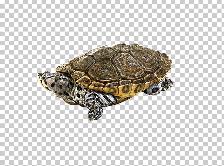 Box Turtles Tortoise PNG, Clipart, Box Turtle, Box Turtles, Emydidae, Reptile, Tortoise Free PNG Download