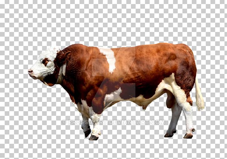 Brahman Cattle Calf Ox Bull PNG, Clipart, Animals, Blog, Brahman Cattle, Bull, Calf Free PNG Download