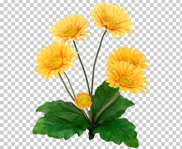 Cut Flowers Yellow Plant Stem Common Sunflower PNG, Clipart, Annual Plant, Calendula, Calendula Officinalis, Chrysanthemum, Chrysanths Free PNG Download