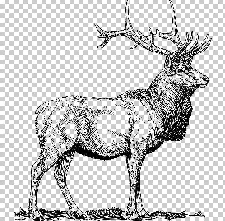 Elk Deer PNG, Clipart, Animals, Antelope, Antler, Art, Black And White Free PNG Download
