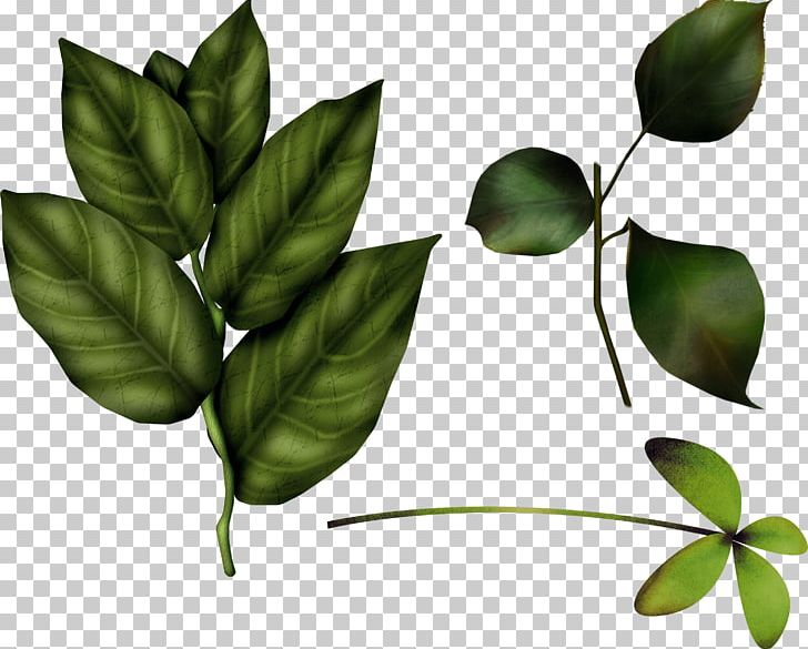 Leaf PNG, Clipart, Adobe Fireworks, Branch, Cat, Cleaneating, Depositfiles Free PNG Download