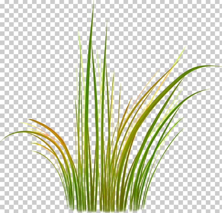 Sweet Grass Vetiver Lemongrass Wheatgrass Plant Stem PNG, Clipart, Agac, Agac Resimleri, Aquarium, Aquarium Decor, Chrysopogon Free PNG Download