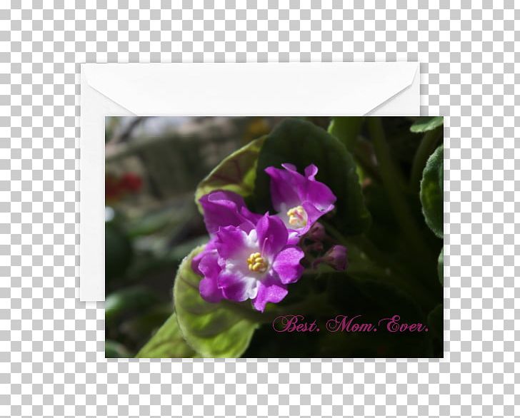 Wildflower Herbaceous Plant Violet Family PNG, Clipart, Best Mom Ever, Family, Flora, Flower, Flowering Plant Free PNG Download