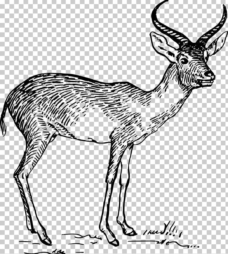 Antelope Pronghorn Gazelle Drawing PNG, Clipart,  Free PNG Download