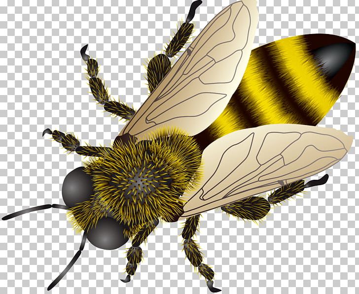Bee Insect PNG, Clipart, Animals, Arthropod, Bee, Bumblebee, Butter Flies Free PNG Download