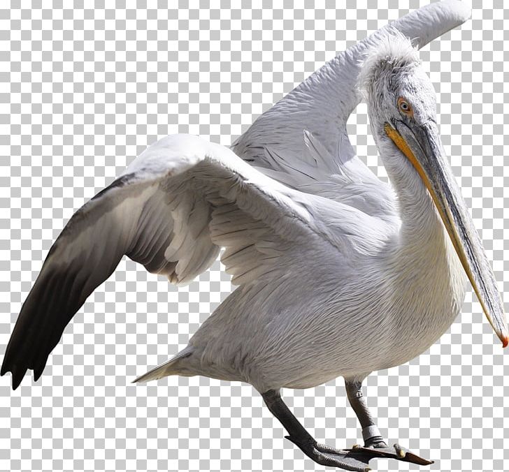 Bird Ardeinae Flamingos Pelican White Stork PNG, Clipart, Animal, Animals, Ardea, Ardeinae, Beak Free PNG Download