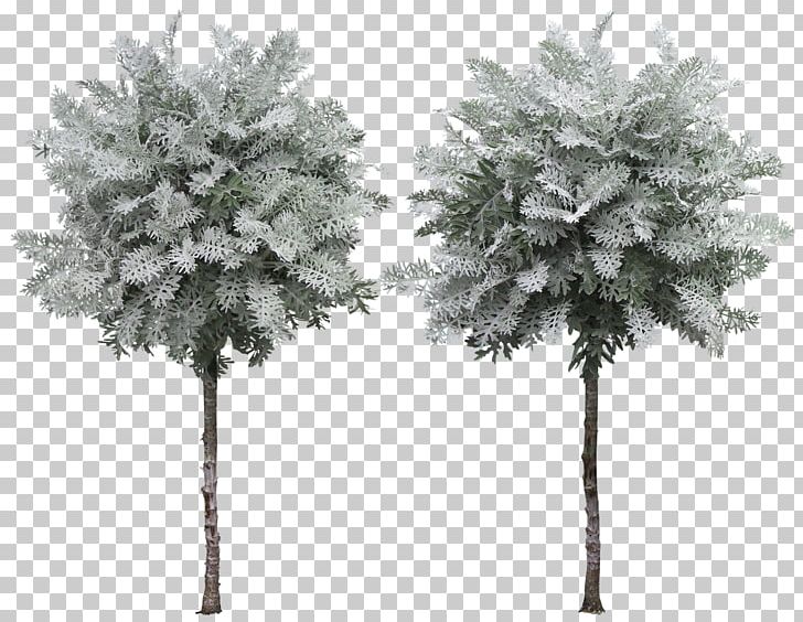 Plane Trees Plant PNG, Clipart, Black And White, Branch, Clip Art, Conifer, Cycad Free PNG Download