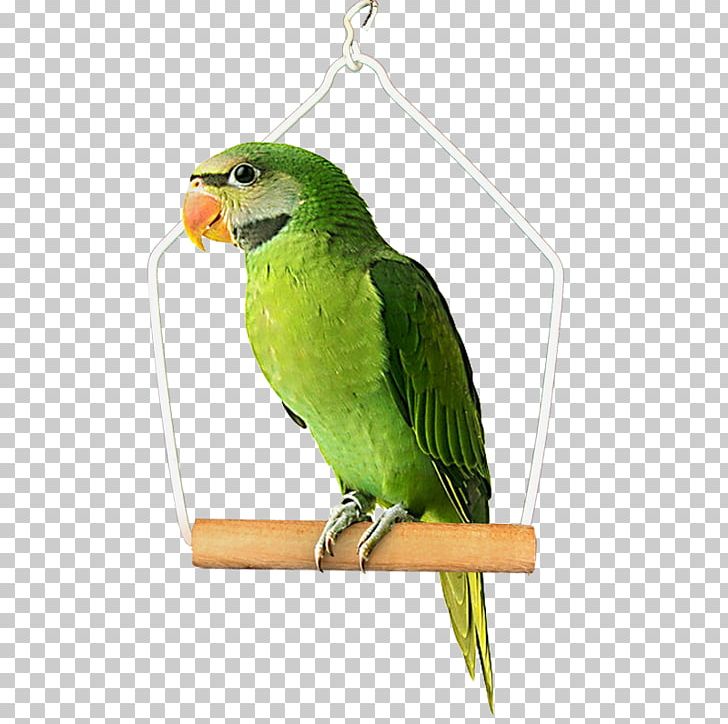 Budgerigar Bird Cockatiel Parakeet Pet PNG, Clipart, Animals, Beak, Bird, Bird Supply, Budgerigar Free PNG Download