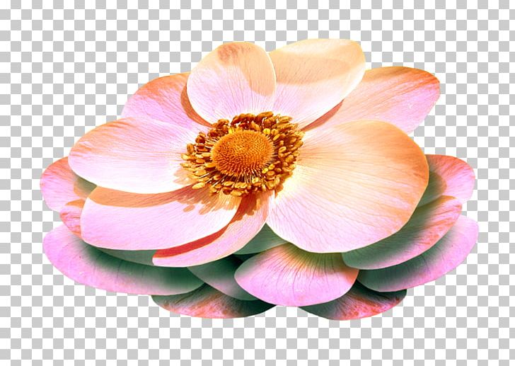 Flower Animation PNG, Clipart, Animation, Dahlia, Email, Flower, Flowering Plant Free PNG Download