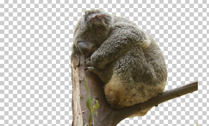 Koala Bear Cuteness Cat PNG, Clipart, Animal, Animals, Autumn Tree, Bear, Bed Free PNG Download