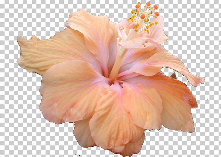 Shoeblackplant Mallows Flower PNG, Clipart, Animation, Cut Flowers, Flower, Flowering Plant, Hibiscus Free PNG Download