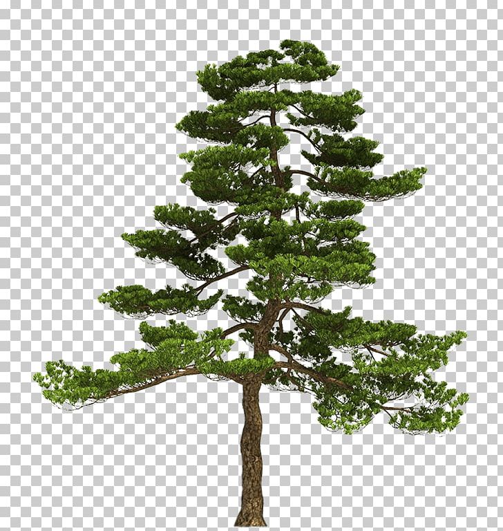 Tree Bonsai 3D Modeling Pinus Parviflora PNG, Clipart, 3d Computer Graphics, 3d Modeling, Architectural Rendering, Autodesk 3ds Max, Biome Free PNG Download