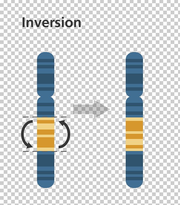 Chromosomal Inversion Mutation Chromosome Gene Duplication Chromosomal Translocation PNG, Clipart, Brand, Chromosomal Inversion, Chromosomal Translocation, Chromosome, Chromosome Abnormality Free PNG Download