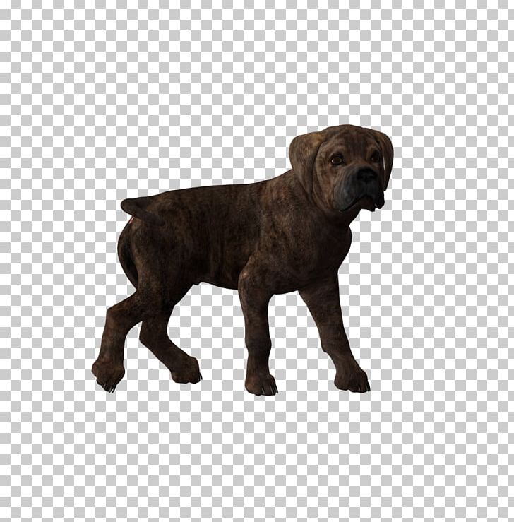 Dog Breed Cane Corso Puppy Pit Bull Labrador Retriever PNG, Clipart, Animals, Breed, Bullmastiff, Bull Terrier, Cane Corso Free PNG Download