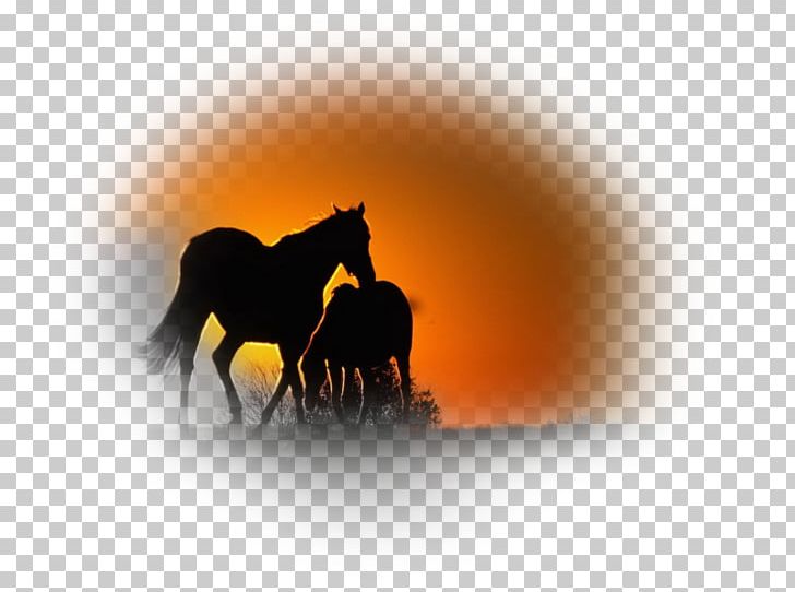 Friesian Horse Mustang Stallion Mare Animal PNG, Clipart, Animal, Atlar, At Resimleri, Computer Wallpaper, Desktop Wallpaper Free PNG Download