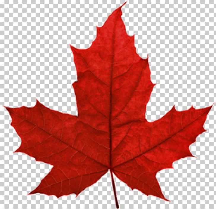 Maple Leaf Portable Network Graphics Canada PNG, Clipart, Autumn, Autumn Leaf, Autumn Leaf Color, Canada, Flag Of Canada Free PNG Download