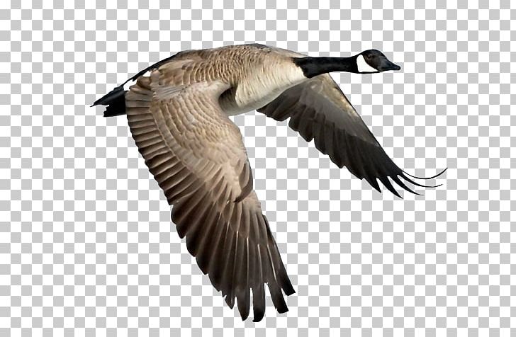 Canada Goose Duck Bird PNG, Clipart, Anatidae, Animals, Beak, Bird, Bird Migration Free PNG Download