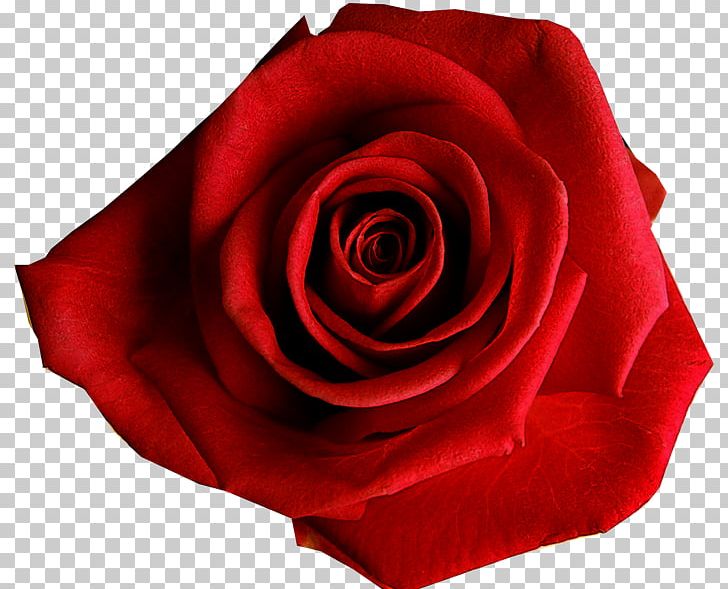 Garden Roses Cabbage Rose Floribunda PNG, Clipart, Beach Rose, Closeup, Cut Flowers, Floribunda, Flower Free PNG Download