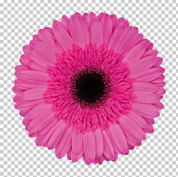 Transvaal Daisy Cut Flowers Chrysanthemum Pink M Petal PNG, Clipart, Aster, Chrysanthemum, Chrysanths, Cut Flowers, Daisy Family Free PNG Download