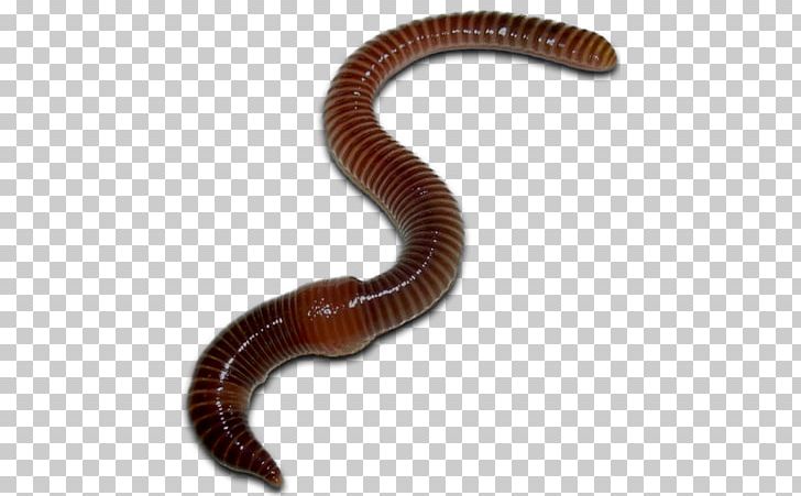 Worms PNG, Clipart, Worms Free PNG Download