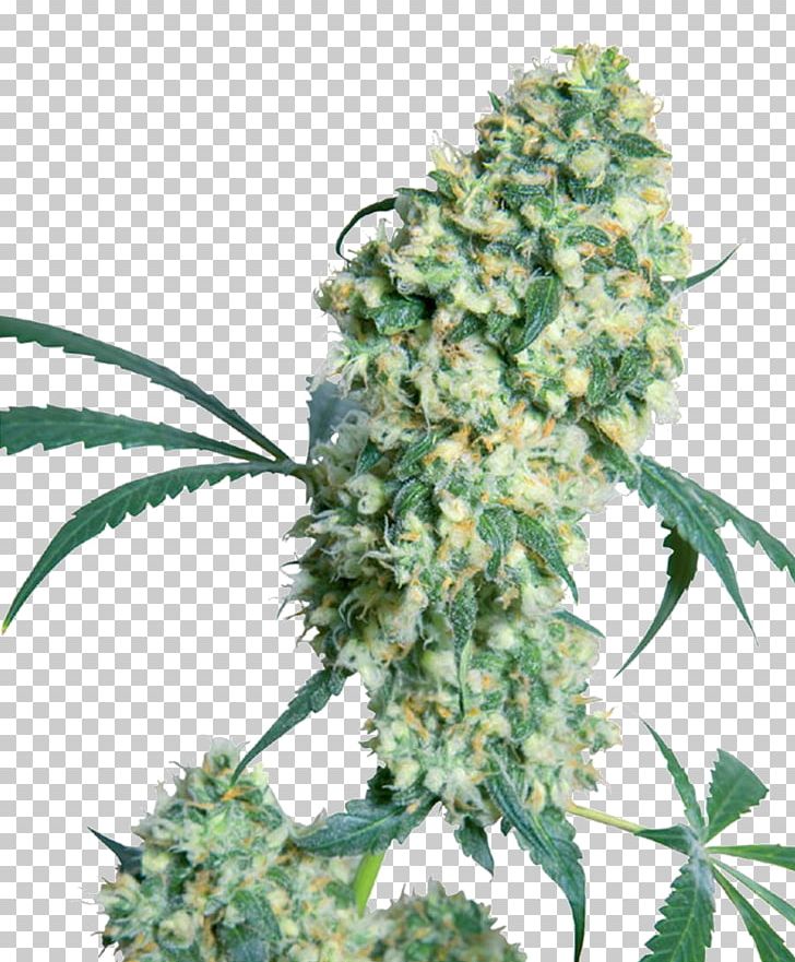 Cannabis Sativa Bud Seed Marijuana PNG, Clipart, Animals, Bud, Cannabis, Cannabis Cup, Cannabis Sativa Free PNG Download