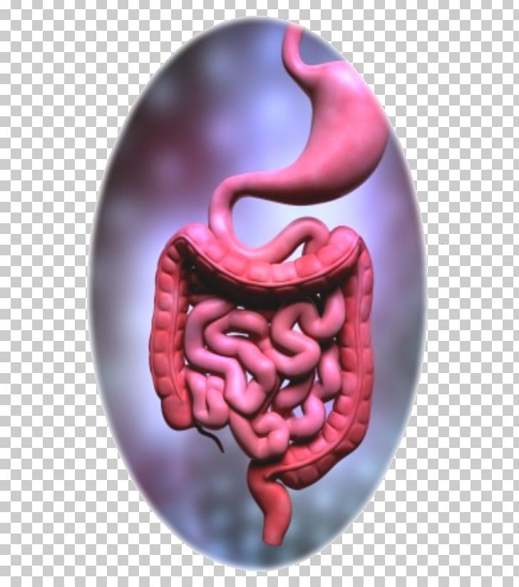 Nutrient Gastrointestinal Tract Digestion Human Digestive System Human Body PNG, Clipart, Circulatory System, Digestion, Disease, Eating, Flesh Free PNG Download