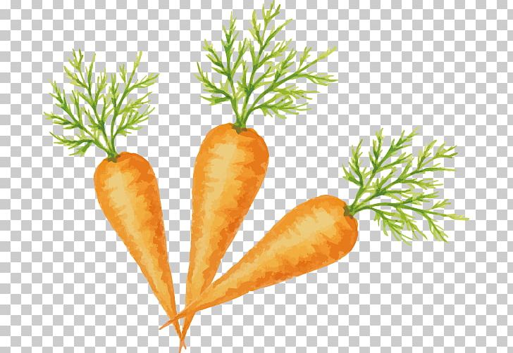 Carrot Vegetable Fruit PNG, Clipart, Carrot, Food, Fruit, Happy Birthday Vector Images, Label Free PNG Download