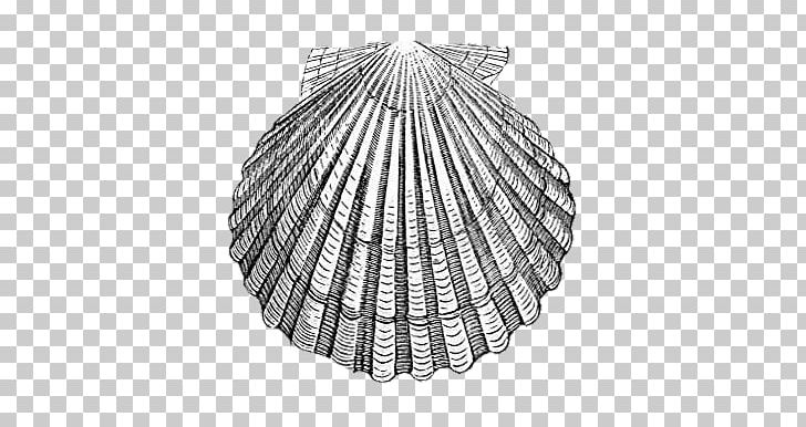 Scallop Seashell Drawing PNG, Clipart, Animals, Argopecten Gibbus, Black And White, Circle, Classroom Clipart Free PNG Download