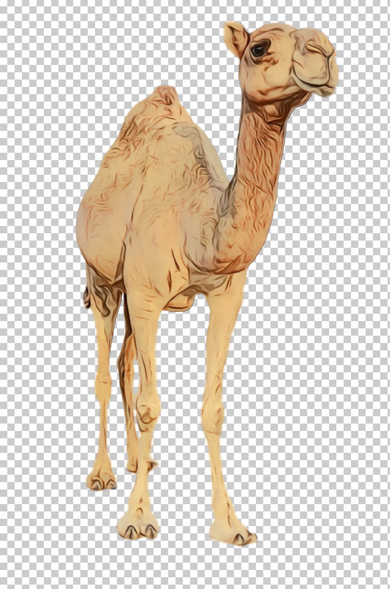 Dromedary Figurine Camels Science Biology PNG, Clipart, Biology, Camels, Dromedary, Figurine, Paint Free PNG Download