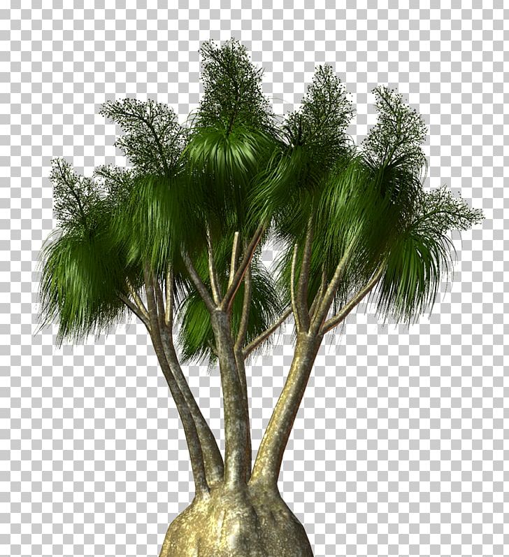 Asian Palmyra Palm Arecaceae Tree Flowerpot Shrub PNG, Clipart, Arecaceae, Arecales, Asian Palmyra Palm, Borassus, Borassus Flabellifer Free PNG Download