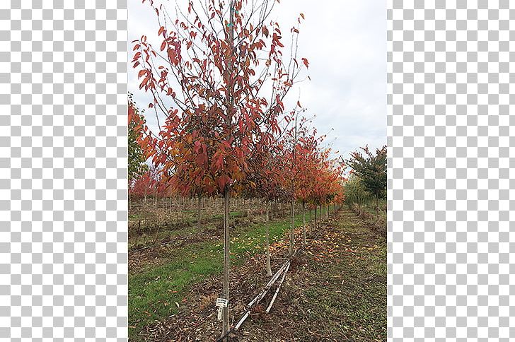 Branch Sugar Maple Tree Nursery Deciduous PNG, Clipart, American Hornbeam, Autumn, Autumn Leaf Color, Birch, Branch Free PNG Download